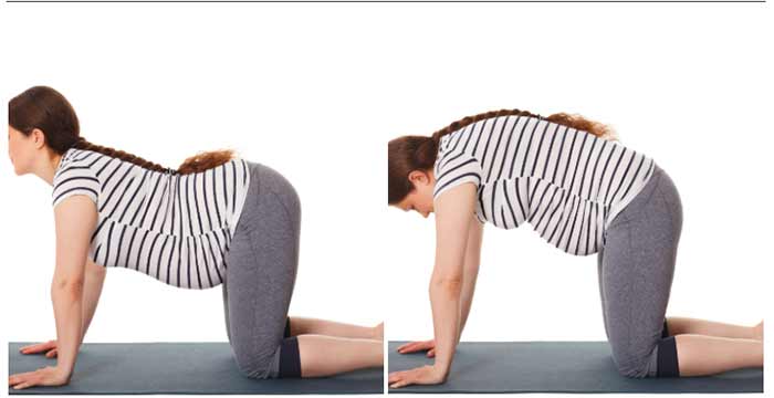 حرکت گربه گاو در بارداری 